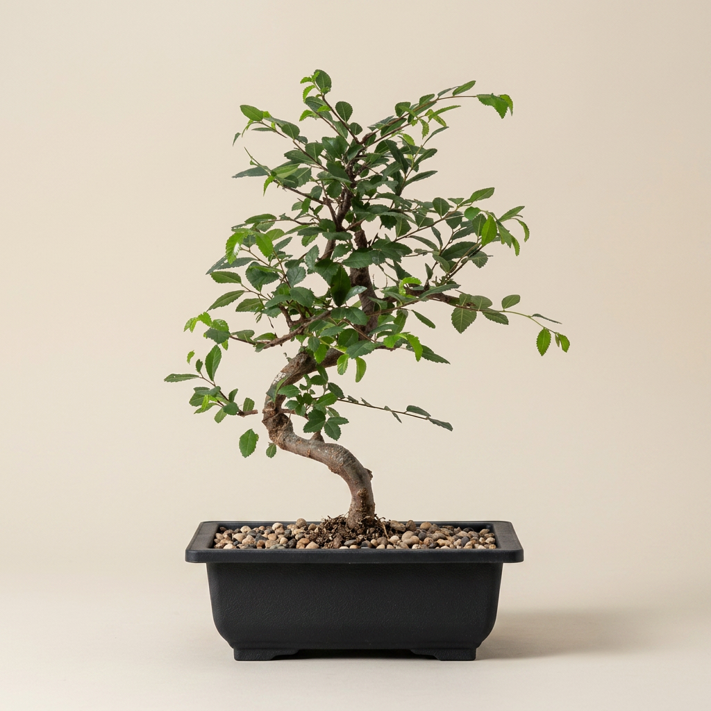 Grove — Chinese elm (Ulmus parvifolia)