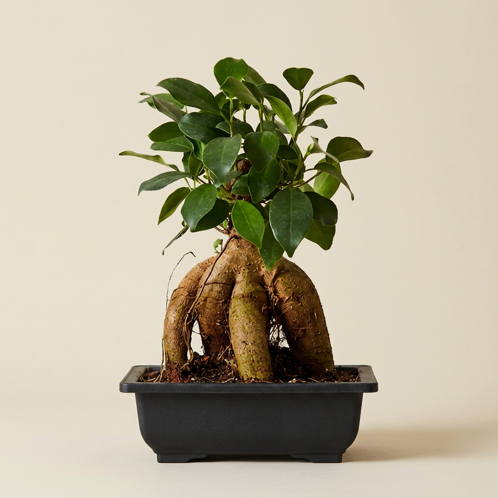 Heritage — Ficus retusa